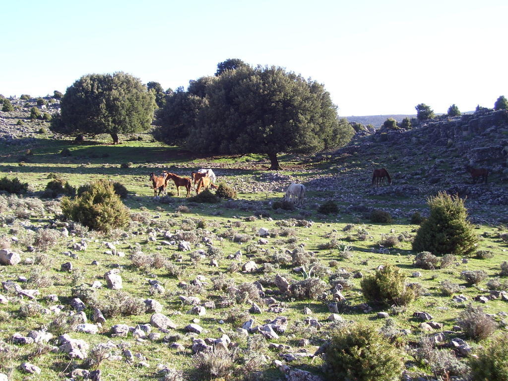 Agriturismo Didone Dorgali Dış mekan fotoğraf