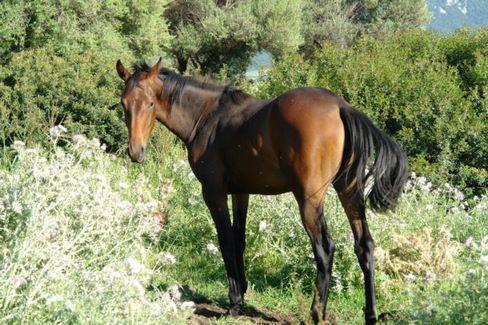 Agriturismo Didone Dorgali Dış mekan fotoğraf